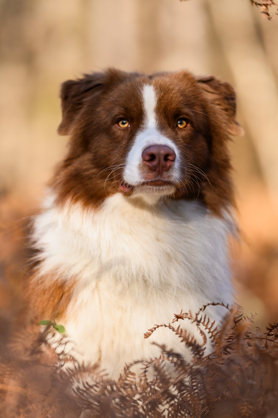 Vraiment prodigieux jazz Des Mille Et Une Pattounes